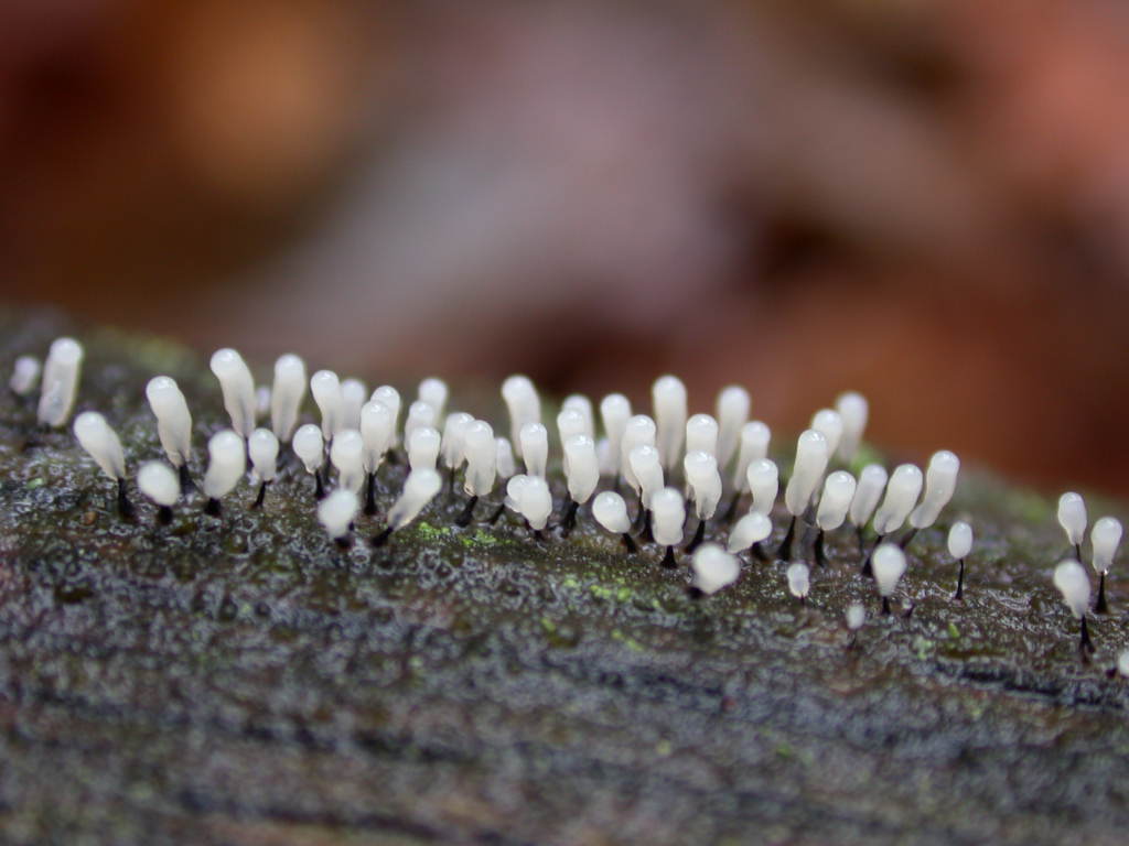 Invisibili ... ma per�